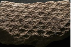 Foto (Detailansicht) von Lepidodendron aculeatum St. (NHMW-GEO-2024-0188-11020)